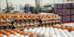 نبی پور: قیمت هر کیلوگرم تخم مرغ درب مرغداری ۱۸ هزار و ۳۰۰ تومان