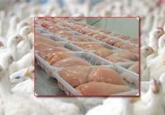 موافقت تنظیم بازار با واردات ۵۰ هزار تن گوشت مرغ