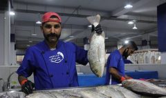سازمان شیلات:ماهی را بپزید و بخوردید و نگران کرونا نباشید
