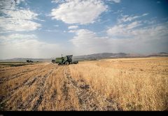 برداشت۷۰ درصد محصول گندم اراضی کشاورزی استان بوشهر