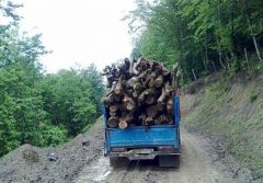 معیشت نامناسب جنگل‌نشینان علت عمده قاچاق چوب در چهارمحال و بختیاری است ‌