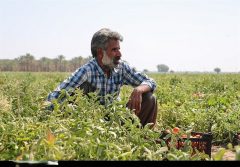 مشکلات کشاورزان جنوب استان کرمان؛ از نبود زیر ساخت‌ها تا نبود برنامه‌ای مدون برای حل اساسی مشکلات