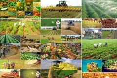 تولید سه میلیون ۵۰۰ هزار تن محصولات کشاورزی در کردستان