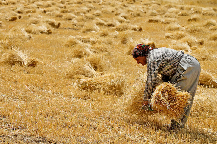 بیش از ۲ هزار میلیارد ریال به حساب گندمکاران کردستانی واریز شد