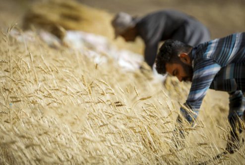 خوشه های طلایی گندم کردستان در مرز رکوردداری/کسب رتبه دوم تولید گندم در کشور برای دومین سال متوالی