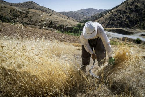 ۹۴ درصد برآورد خرید تضمینی گندم در کردستان محقق شد