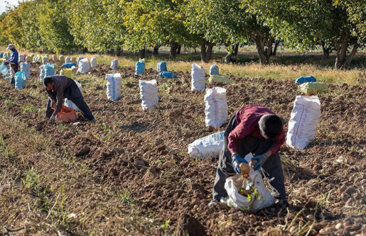بحران آبی در قطب تولید سیب‌زمینی؛ منابع آب زیرزمینی قروه و دهگلان در آستانه خشکی