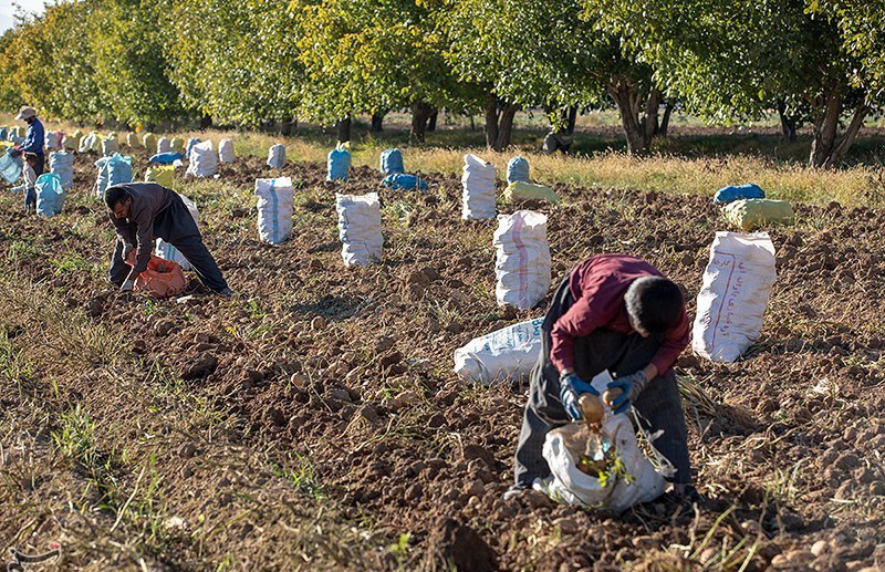 بحران آبی در قطب تولید سیب‌زمینی؛ منابع آب زیرزمینی قروه و دهگلان در آستانه خشکی