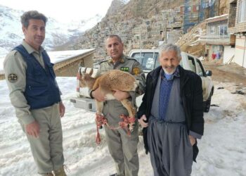 نجات بزغاله گرفتار در برف‌های اورامان با همکاری محیط‌بانان و مردم روستای کماله