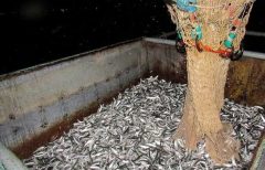 بیش از ۲۰ هزار تن کیلکا از دریای خزر در سال ۹۹ صید شده است
