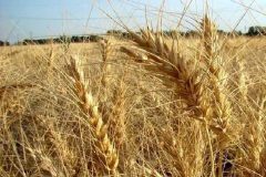 کاهش بارندگی بر میزان تولید گندم تاثیر گذاشته است