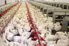 تعزیرات حکومتی با متخلفان قاچاق مرغ بدون اغماض برخورد کند