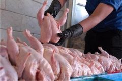 عضو اتاق بازرگانی تهران هشدار داد؛ احتمال افزایش دوباره قیمت مرغ در هفته‌های آینده