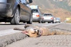 تصادفات جاده ای بلای جان حیات وحش در استان کردستان