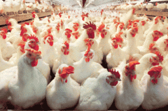 رشد ۱۵.۲ درصدی نرخ تورم سالیانه تولید در مرغداری‌ها