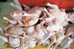 دلالان عامل اصلی افزایش قیمت گوشت مرغ در کشور