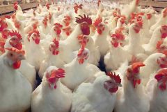 مدیر جهاد کشاورزی گناوه: تمهیدات لازم برای کنترل قیمت مرغ اتخاذ شد